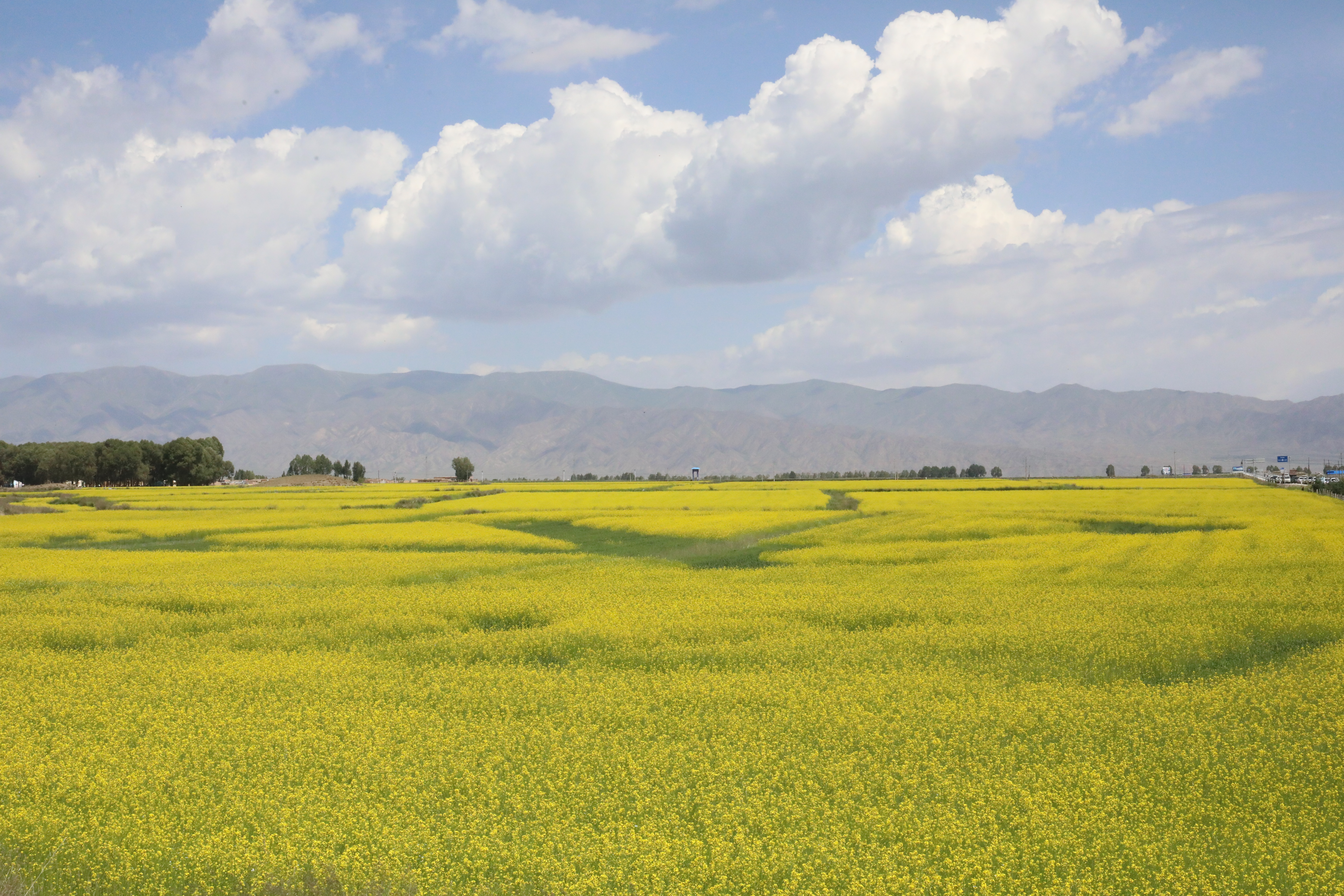 花田小镇欢迎您,让我们相约在栖云花田看灯会