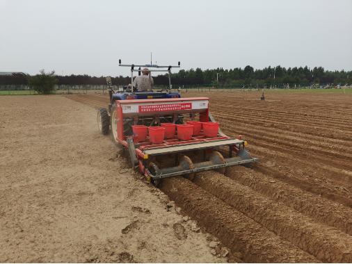 油莎豆为“大豆替代难题”破局,油莎豆代替大豆作为战略物资