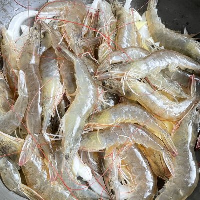 简单又好吃的白灼虾做法,白灼虾的家常做法网红