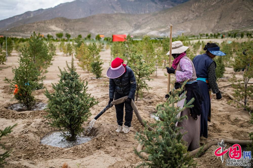 山南市沙化情况,山南市教育城东侧防沙治沙项目