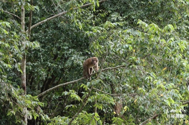 熊猴现身保山龙陵,龙陵小黑山拍摄地点在哪