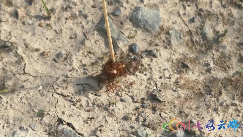 红火蚁防治方法主要有三大类,红火蚁防治方法大全视频