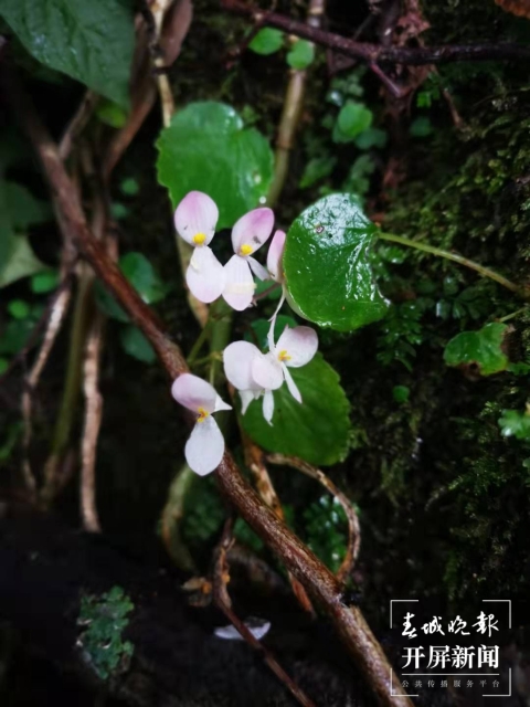 COP15“聚焦春城”｜登万溪冲览两湖胜景，夜游民族村享饕餮盛宴