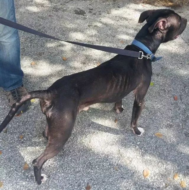 缉毒犬闻多了毒品会上瘾吗,闻毒品气味算吸毒吗