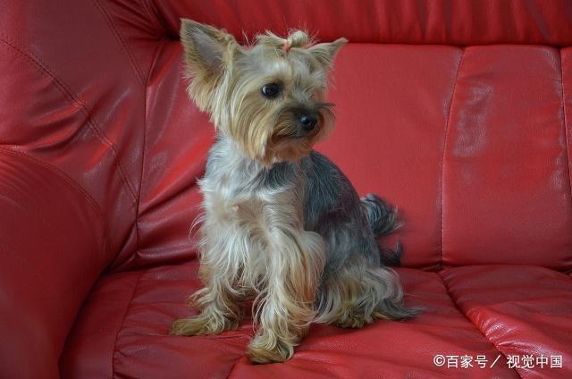 狗狗的种类图片,双鱼座狗狗性格特点