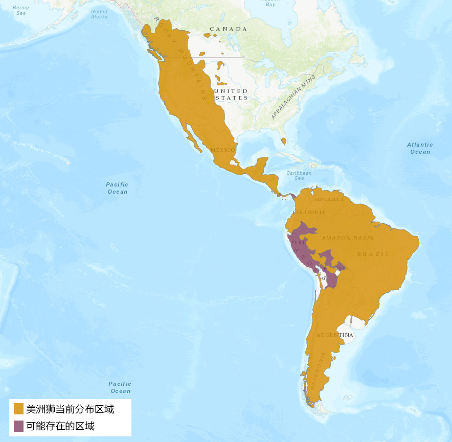 美洲豹和豹猫的相同之处,美洲豹和花豹的区别讨论