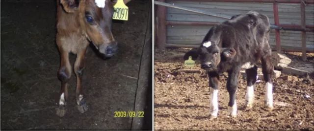 犊牛饲养管理三个原则,犊牛饲养原则