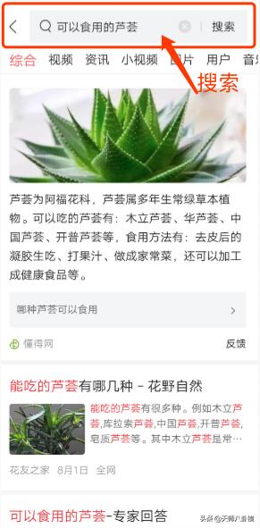 芦荟的养花心得该怎么写呢,芦荟老桩怎么养