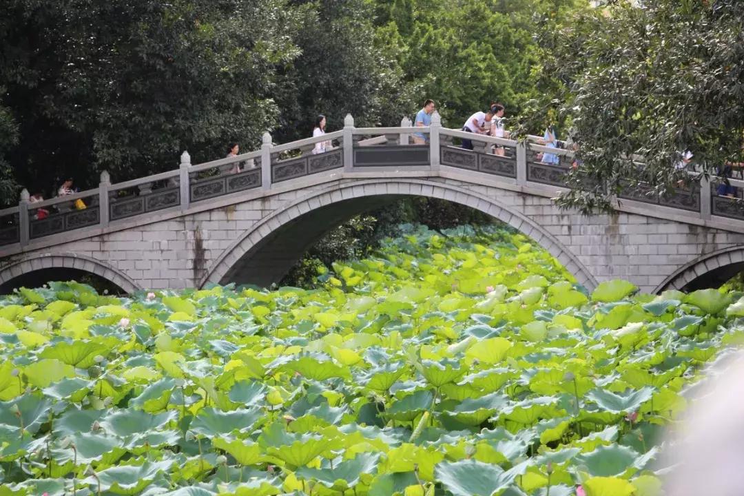 深圳十大免费旅游公园,国庆节深圳游玩