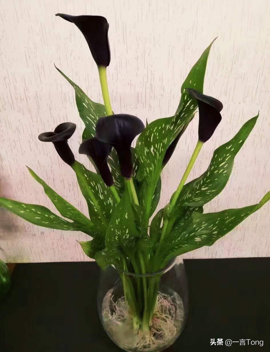 高贵雅致马蹄莲,高贵优雅马蹄莲永生花