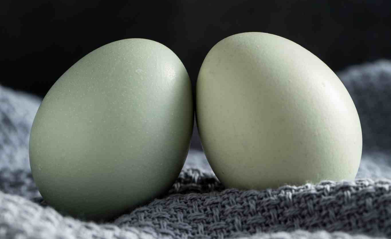 小蝌蚪不游了是怎么回事,刚出生的小蝌蚪为什么不游