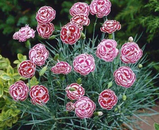 盆栽的康乃馨浇水怎么浇最好,康乃馨盆栽浇水技巧