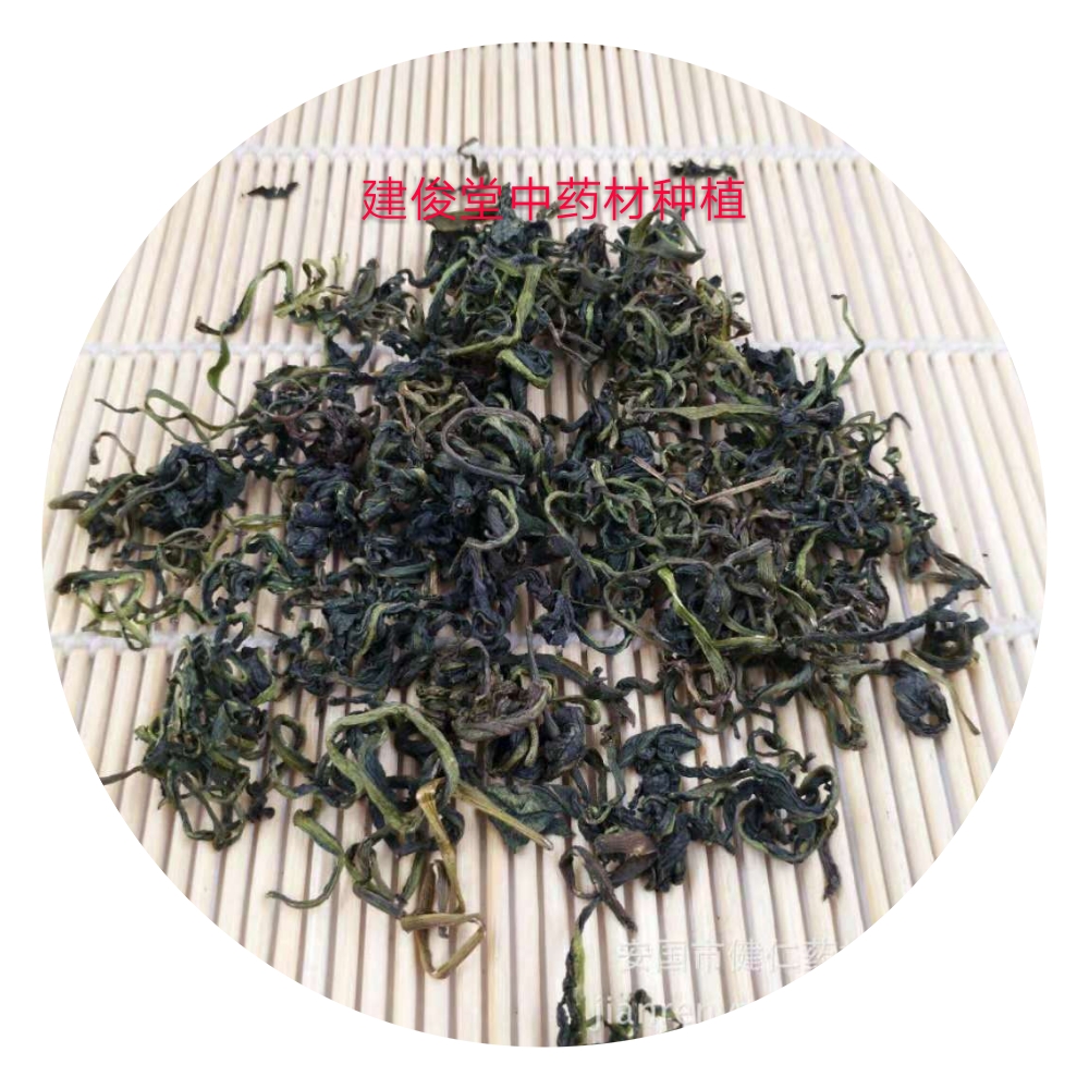 大叶蒲公英种植技术及亩收益,秋季蒲公英最新种植方法视频