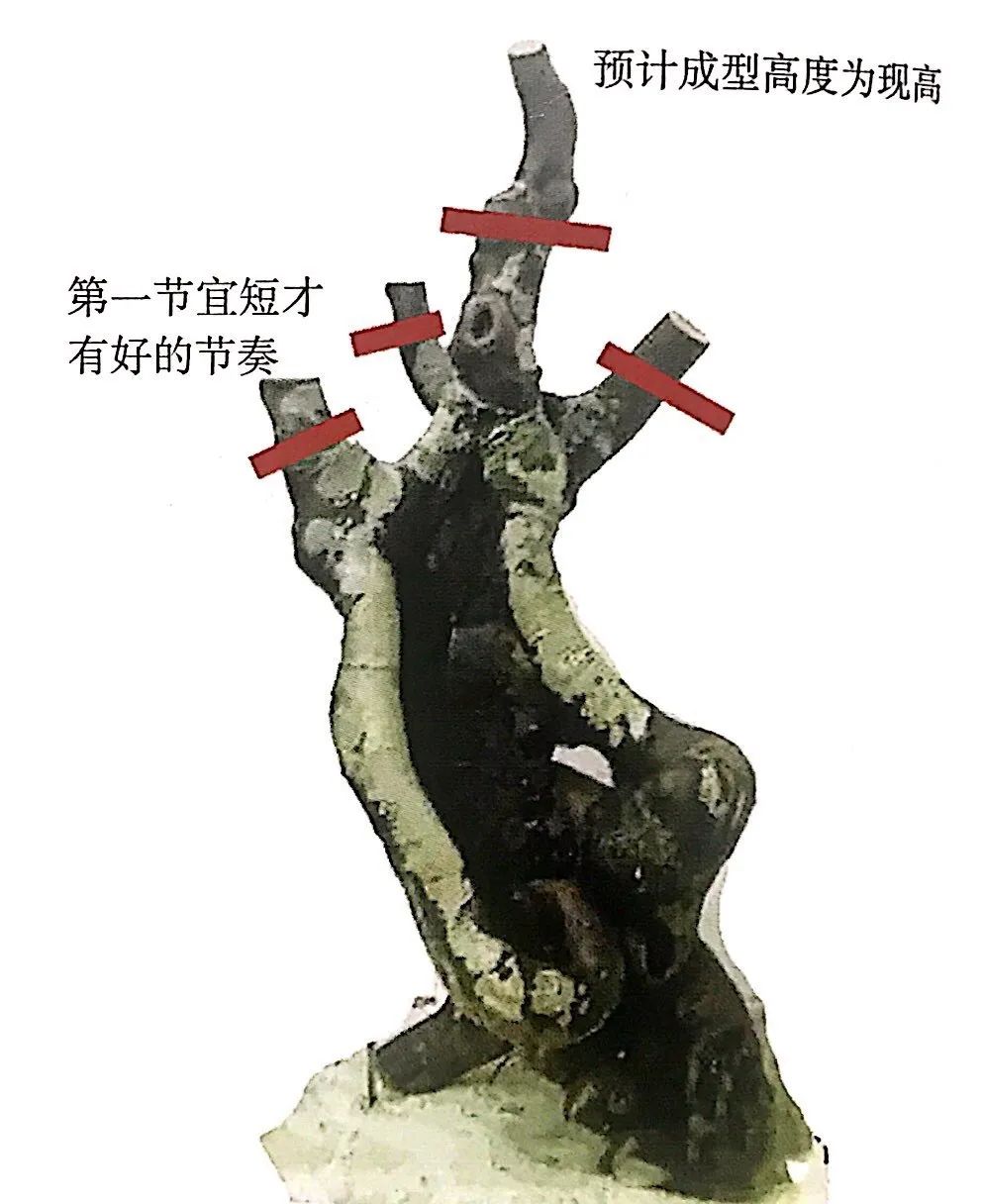 新手榆树盆景造型设计,榆树盆景造型设计教程