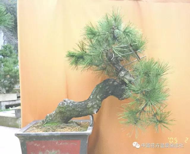 盆景黑松造型欣赏 (黑松盆景造型实例大全)