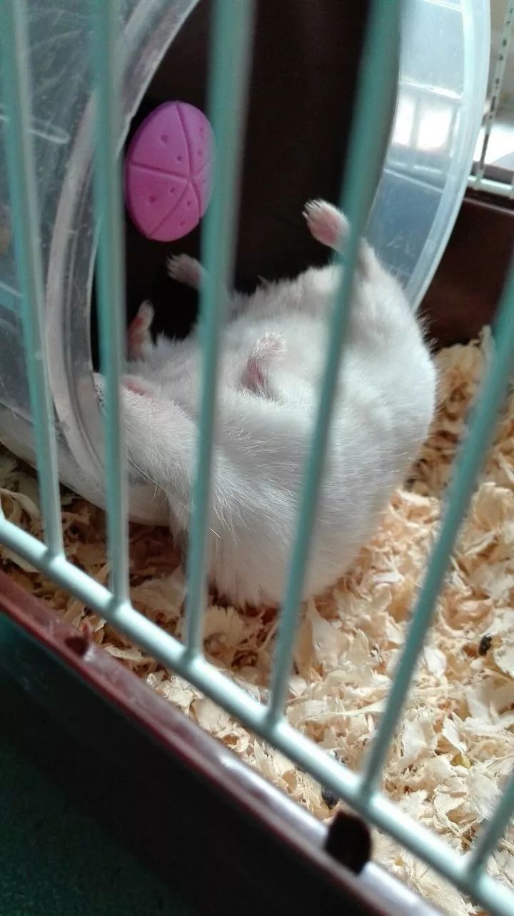 养仓鼠7天就死了,养仓鼠养到破产