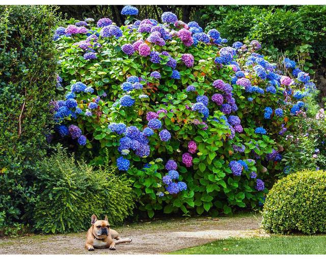 绣球爱闷根是什么原因,绣球花喜欢水