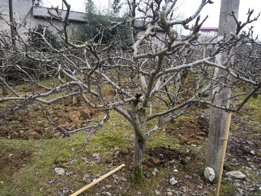酷似酱油不是酱油,虽然古老但杀虫灭菌都不落后,替都替不了