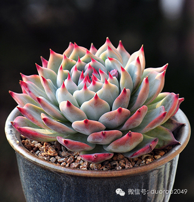 适合云南养的多肉,云南露养最好养活的多肉