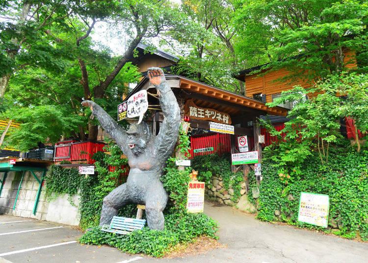 日本藏王狐狸村旅游,宫城县藏王狐狸村