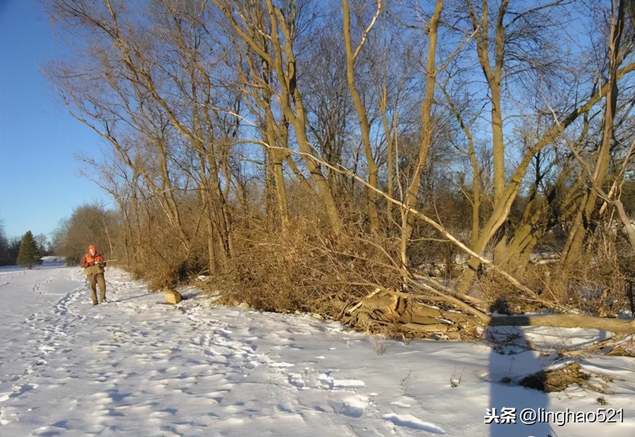 冬天野兔路线怎么判断,冬猎技巧讲解