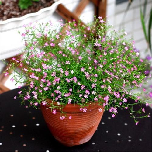 满天星绚烂,满天星的养护方法简写