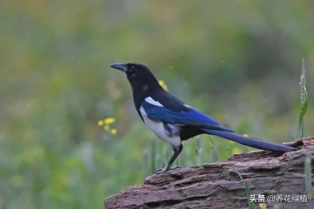 腊八遇大寒喜鹊对唱,腊八遇冬至喜鹊唱山歌