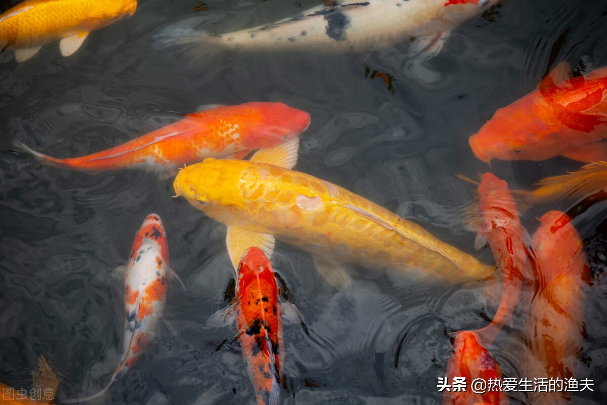 锦鲤不爱游动呆滞怎么回事,锦鲤不活跃不爱吃食是什么情况