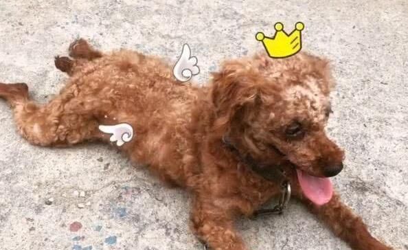 泰迪老是毛发打结怎么办,泰迪毛发打结