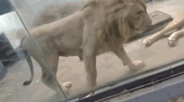 国足爆笑视频完整版,国足经典搞笑操作