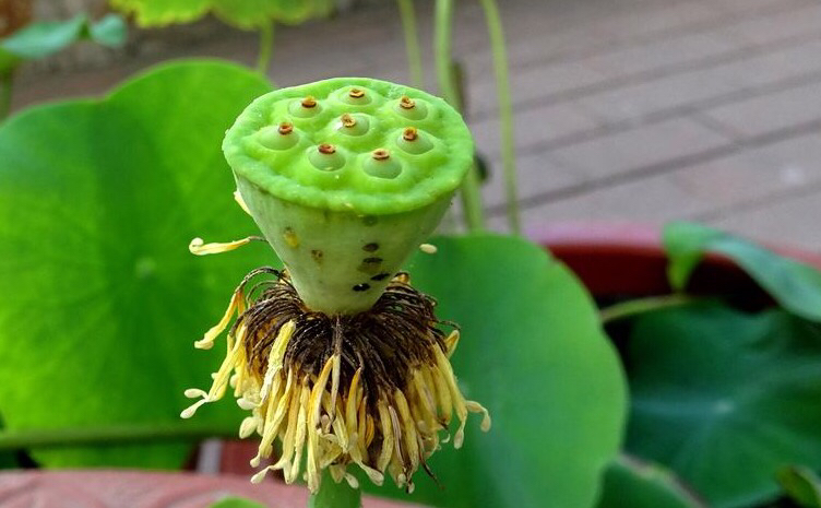 家有小院别忘了养一缸荷花,观赏型的在庭院的荷花怎么养