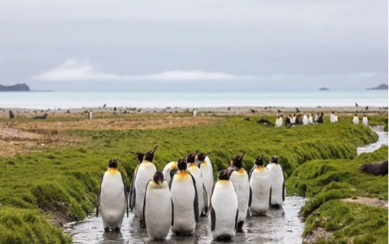 南极冰川的现状最新,科学家发现珠穆朗玛峰变绿了