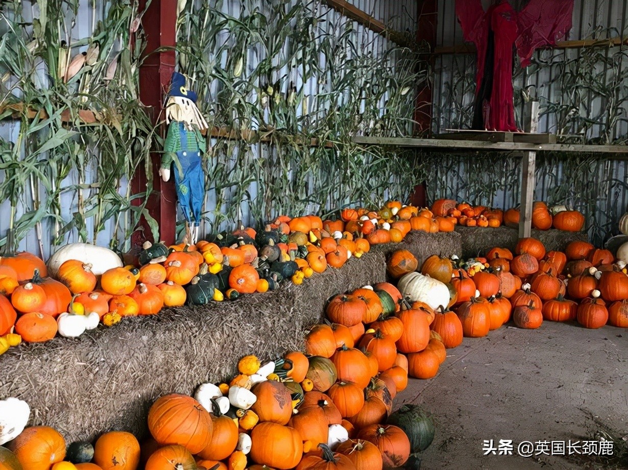 南瓜大作战任务,南瓜大作战活动攻略