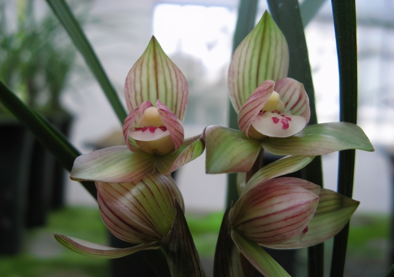 春兰荷瓣艺草名品欣赏,春兰荷瓣名品兰花价格