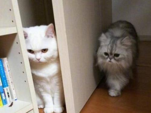 铲屎官做到这7点猫咪越养越干净,猫咪的健康是铲屎官最担心的事