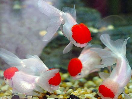 锦鲤治疗鱼病,锦鲤病最好治疗方法