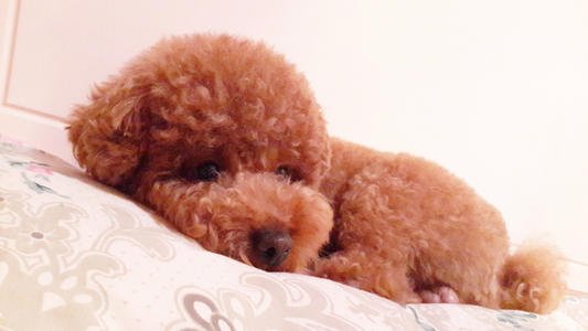 泰迪躲着你怎么办,泰迪黏主人