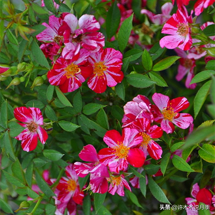 月季红蜘蛛紧急处理,月季红蜘蛛怎么预防