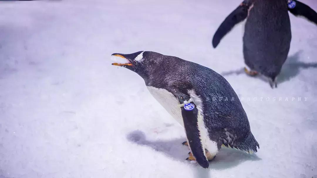 「亲子游」与万千海洋动物一起，夜宿探索极地海洋之美