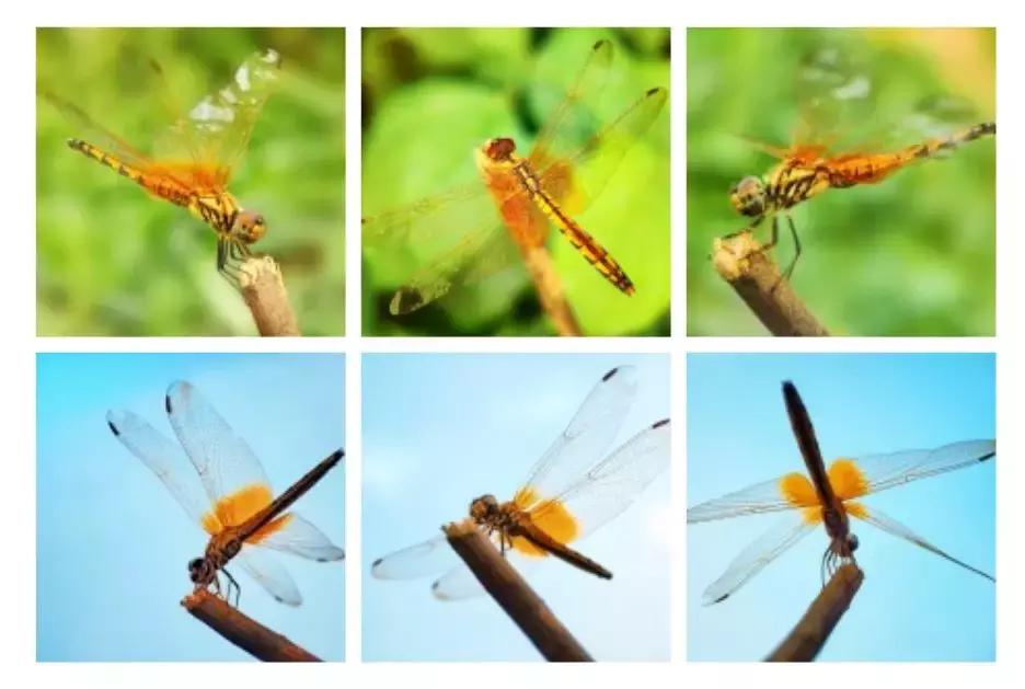 手把手教你拍摄微距花,春天拍花卉微距摄影镜头推荐