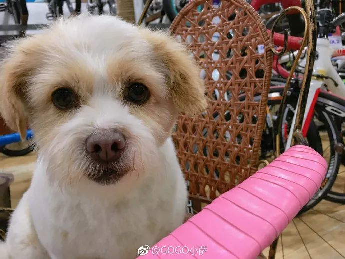 带着狗狗去西藏二狗子,带着十条狗狗去西藏