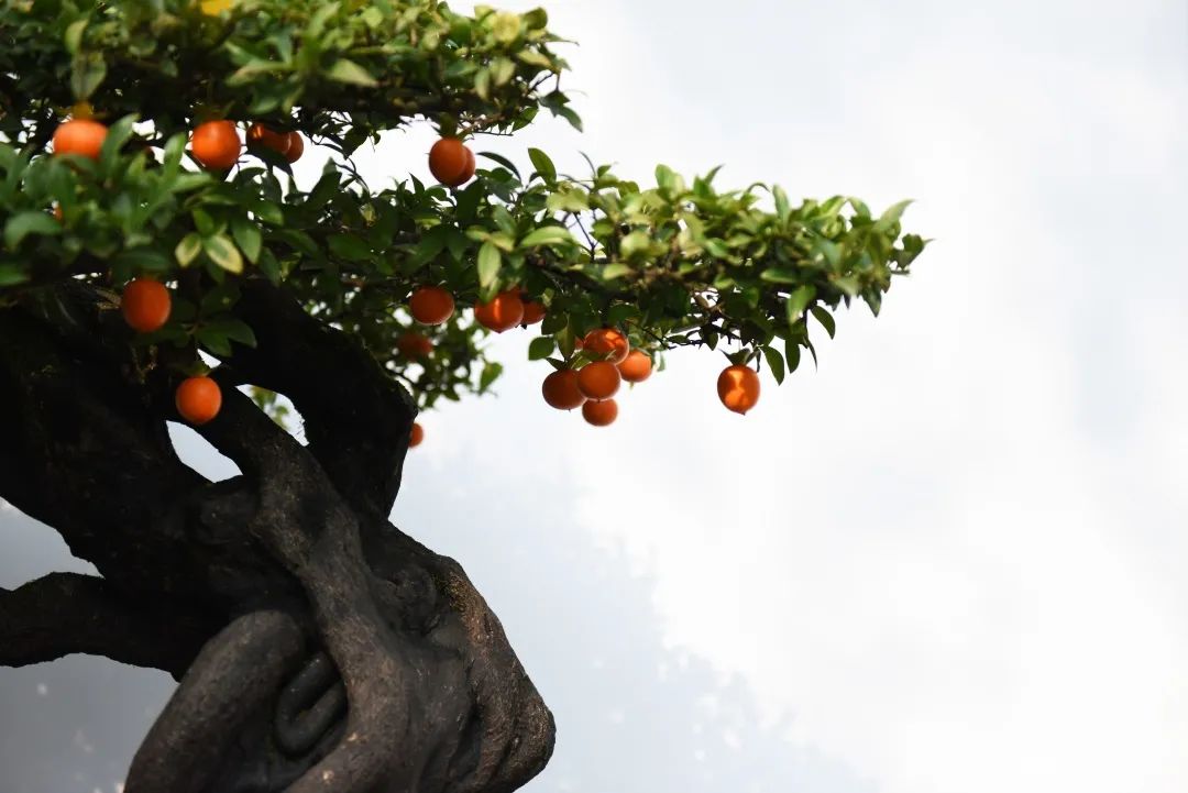 国庆大赏2020,国庆出行大赏