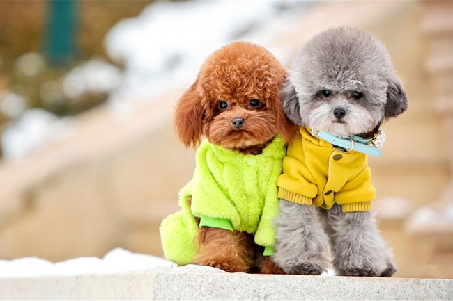 泰迪犬拉的大便特别臭是怎么回事,泰迪犬大便颜色发红怎么回事