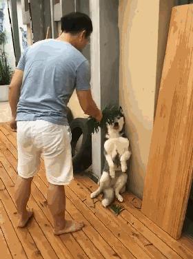 小时候萌长大了帅的狗狗,小时候萌的狗狗