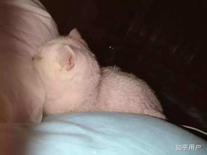 猫抑郁症吃什么,猫是治疗抑郁症的良药