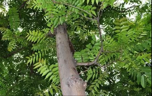 动物与植物有哪些成语故事,哪些成语与植物行为有关