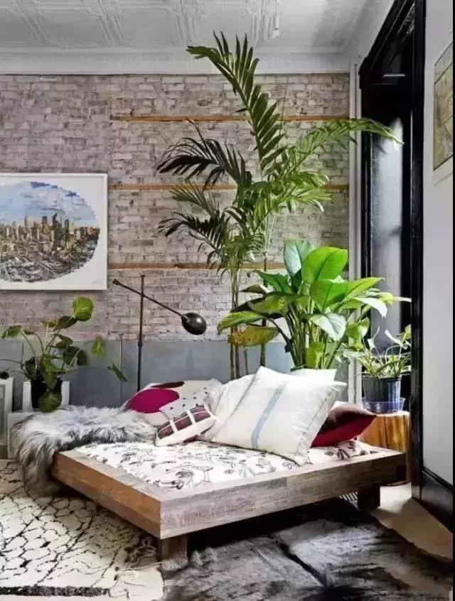 消除新房甲醛的是哪种盆景植物,吸附甲醛最好植物