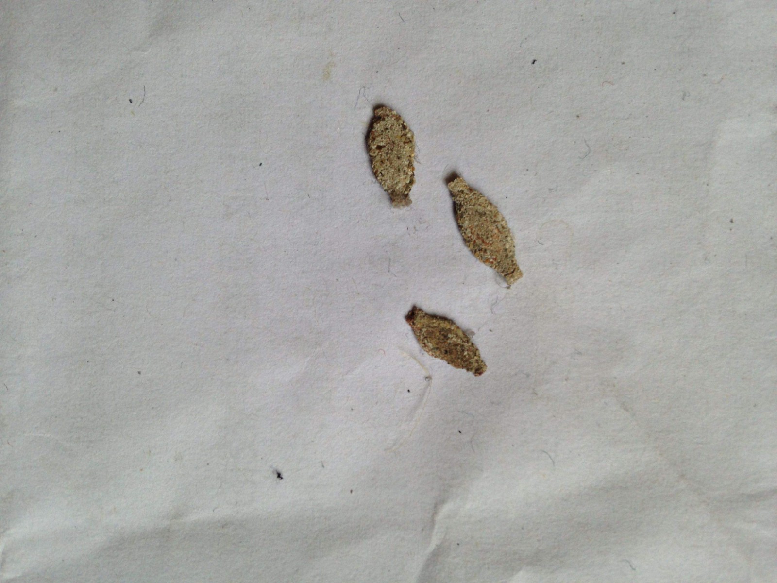 衣柜长了很多黑色小虫子,定制衣柜里面有小虫子什么原因