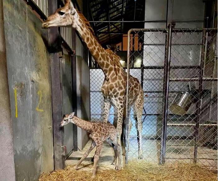 虎毒不食子，为什么仓鼠如此执着于“吃孩子”？原来是有苦衷的