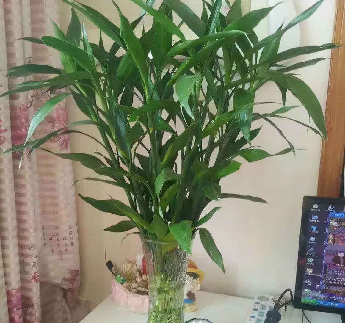 最耐阴不需要阳光的植物室外,喜阴怕阳光非常好养的盆栽大全